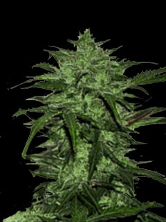 critical auto