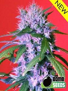 berry bomb auto
