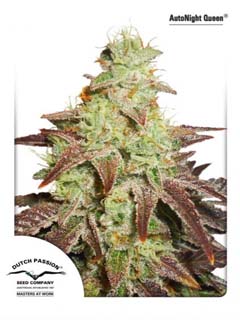 auto night queen