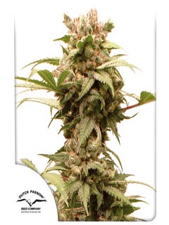 cbg auto force