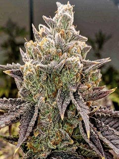 bubble gummy auto
