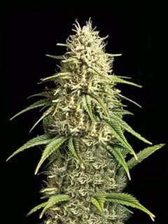 cbd 30:1 auto