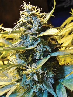 auto northern hog